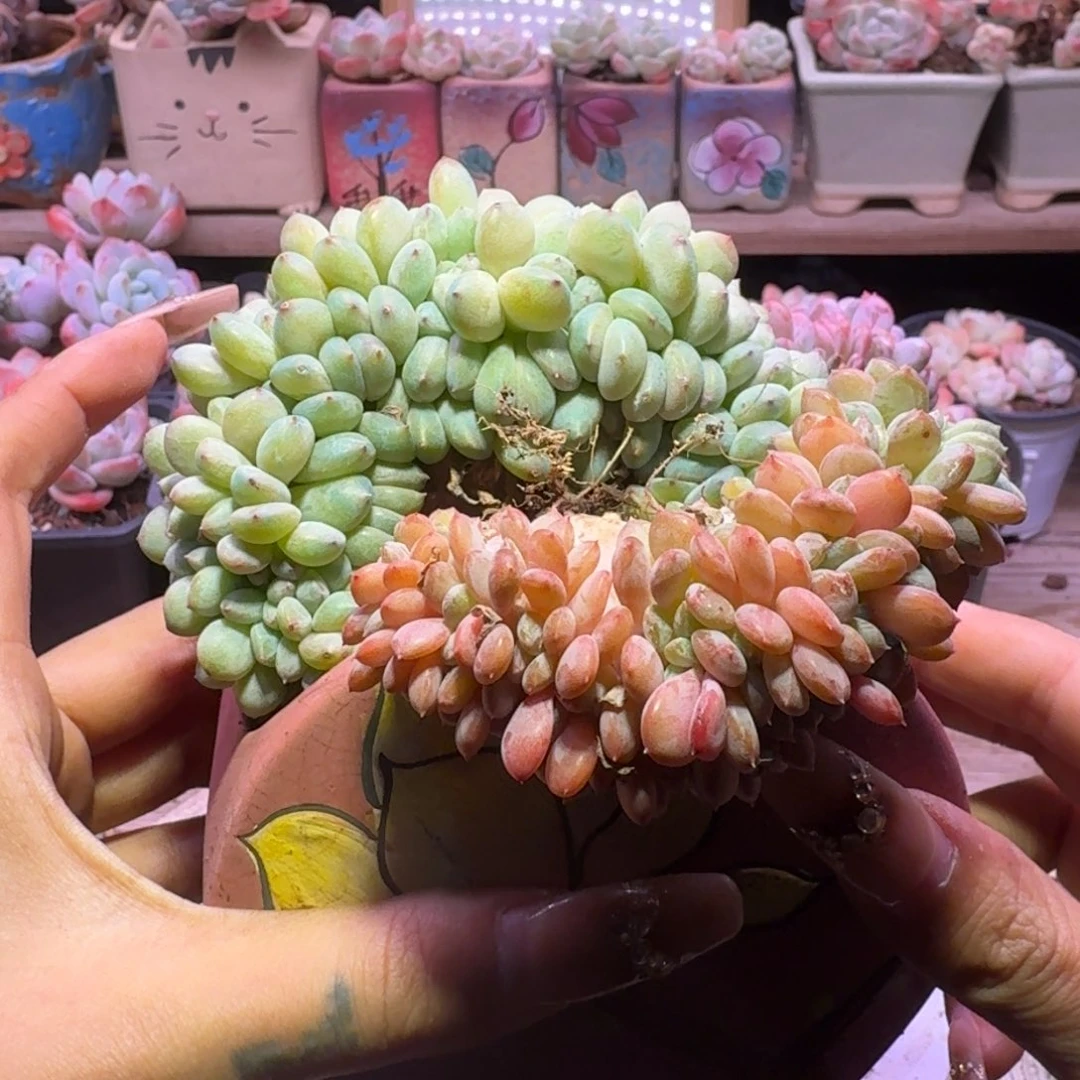 初****?星影缀化50两颗