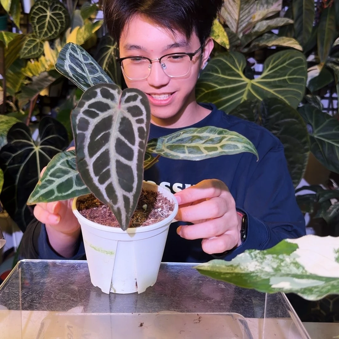 完全开放V67米歇尔杂米娜