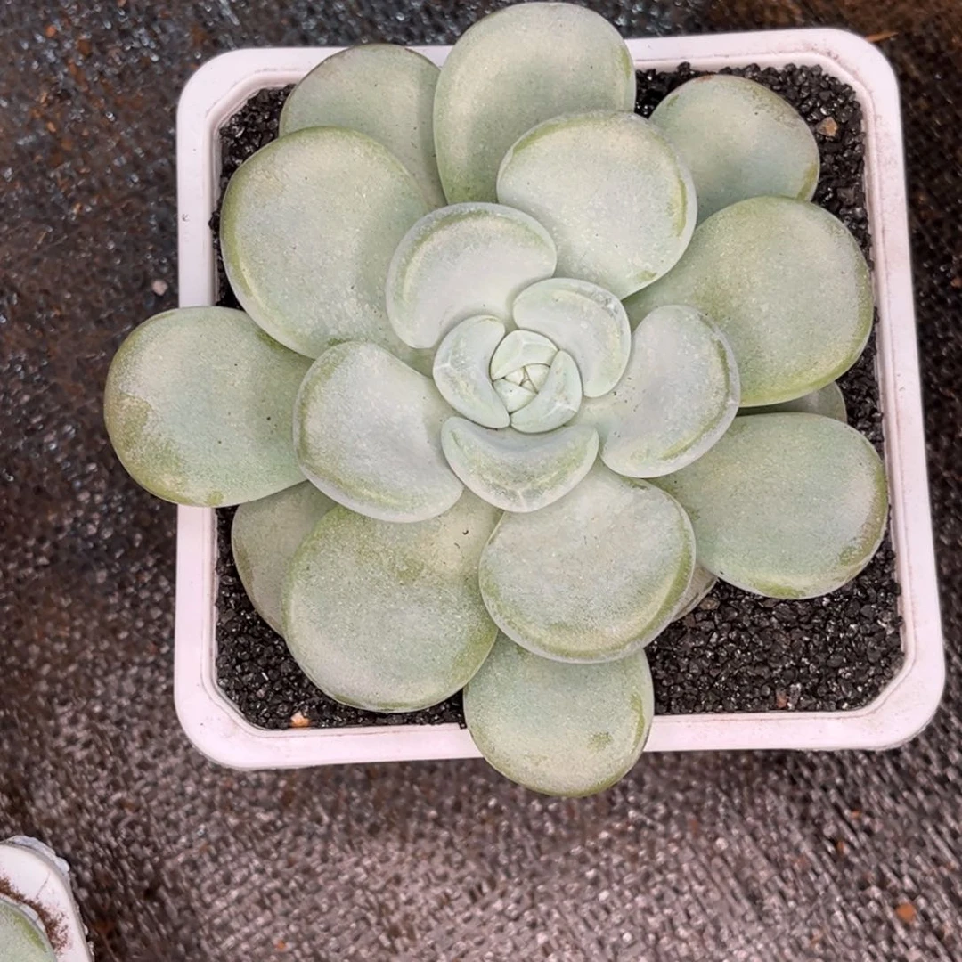 樵****3玉麒麟多肉植物的