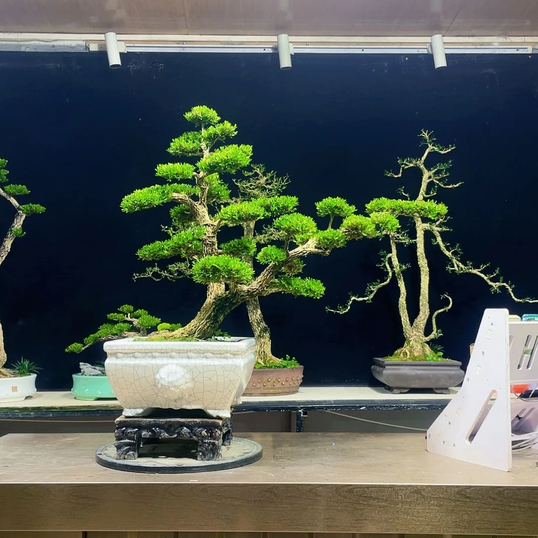 完全开放黄杨盆景四季常青