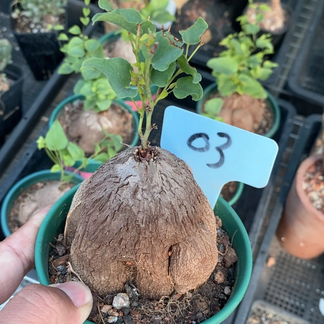 象足龟甲龙多肉植物