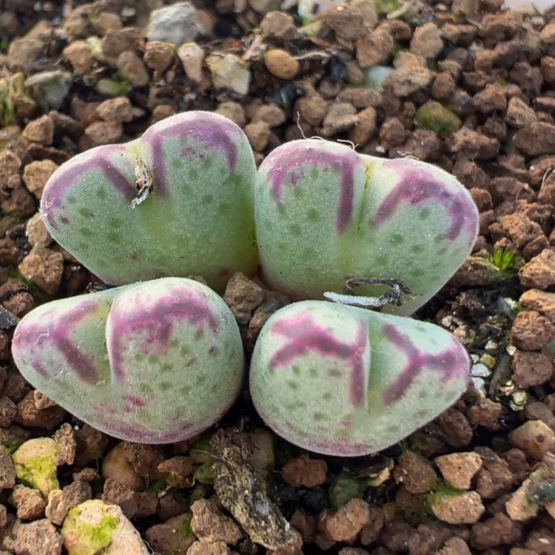 50多肉植物百科植物