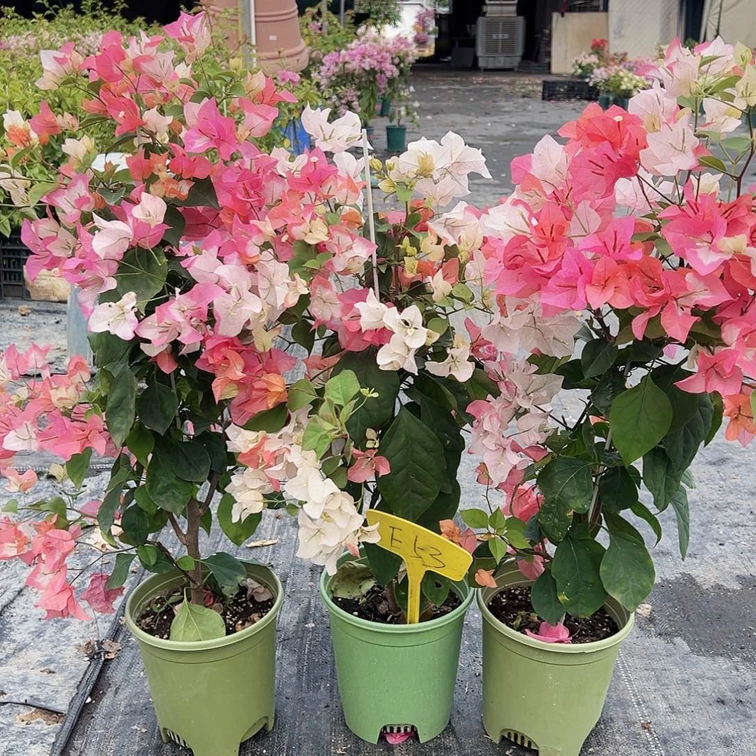 大部分花苞少量开放E53橙口红带竹一颗49.9