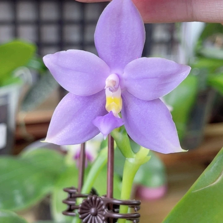 完全开放SWR22MC-紫粉透-1503