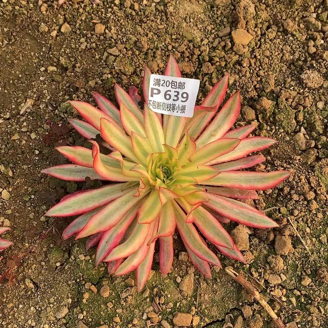 693朱雀多肉法师锦多肉