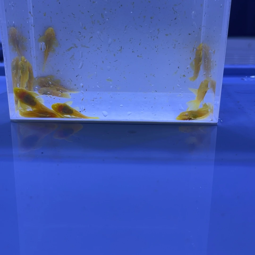 孔雀鱼胡子10帆2开箱视频报损