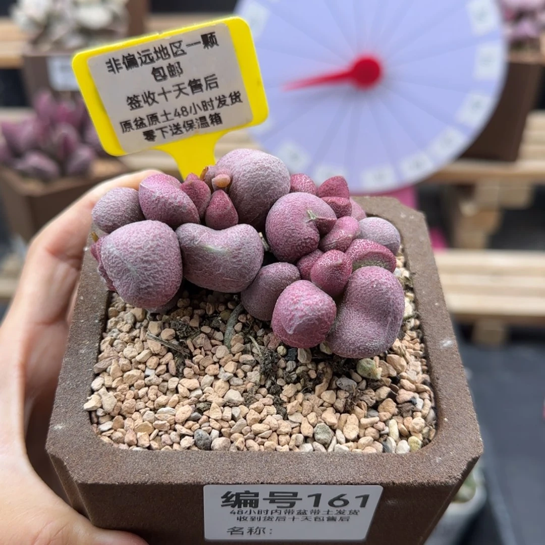 琪**…161红烧肉补差多肉