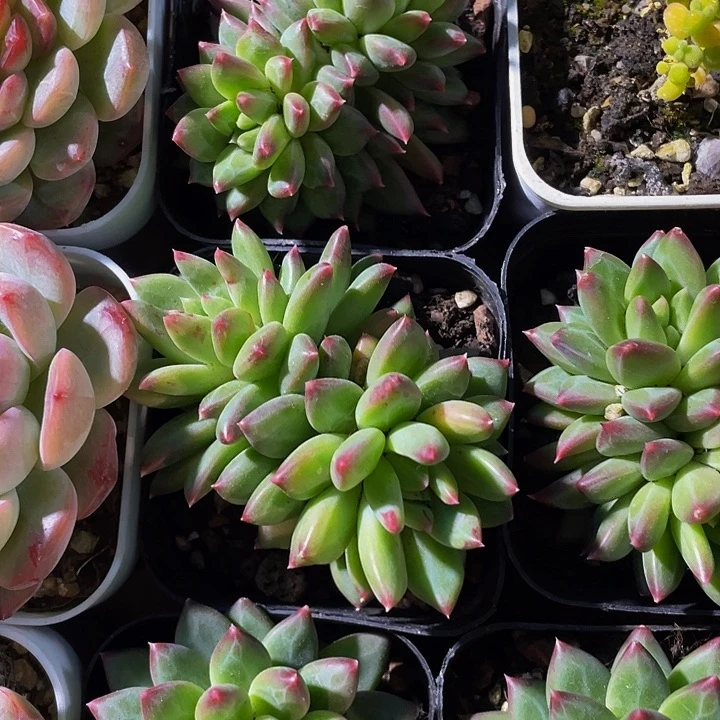 双头甲骨文6.5方带盆