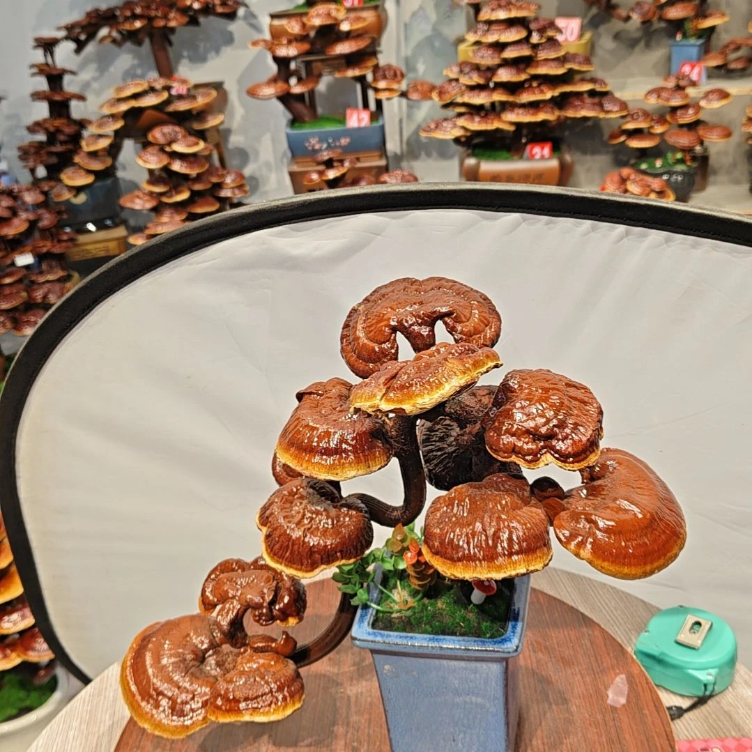 赤灵芝灵芝盆景灵芝花