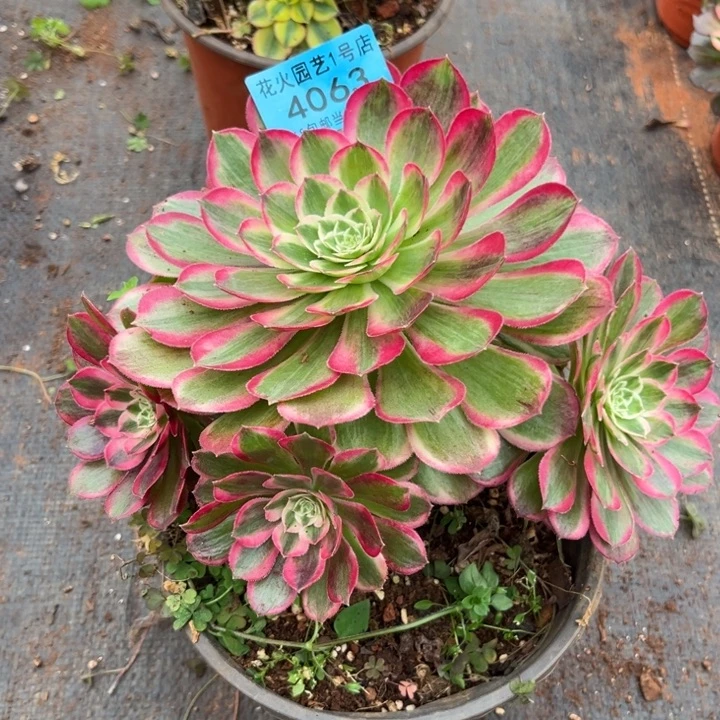 孔雀翎4063多肉植物法师