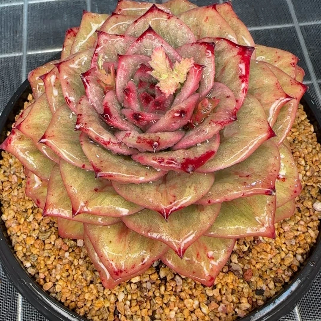 从前慢花园精选蔷薇