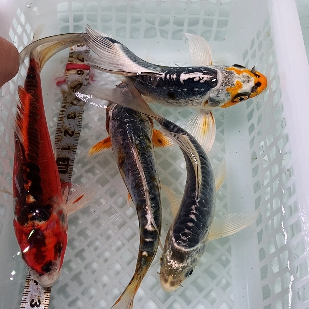 锦鲤冷水锦鲤包邮