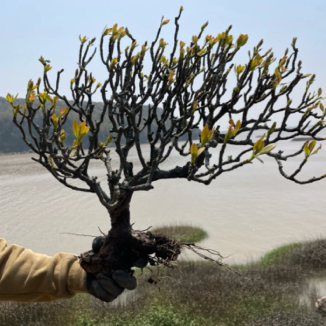 直播间海岛春花一物一拍