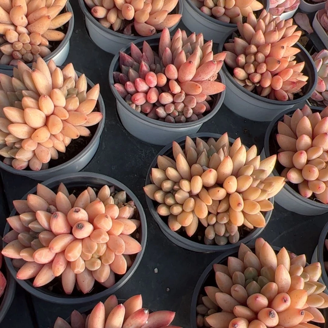 新疆包邮 水晶球