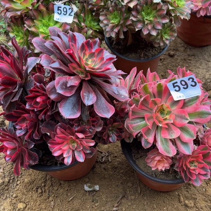 组合2颗微瑕多肉植物593