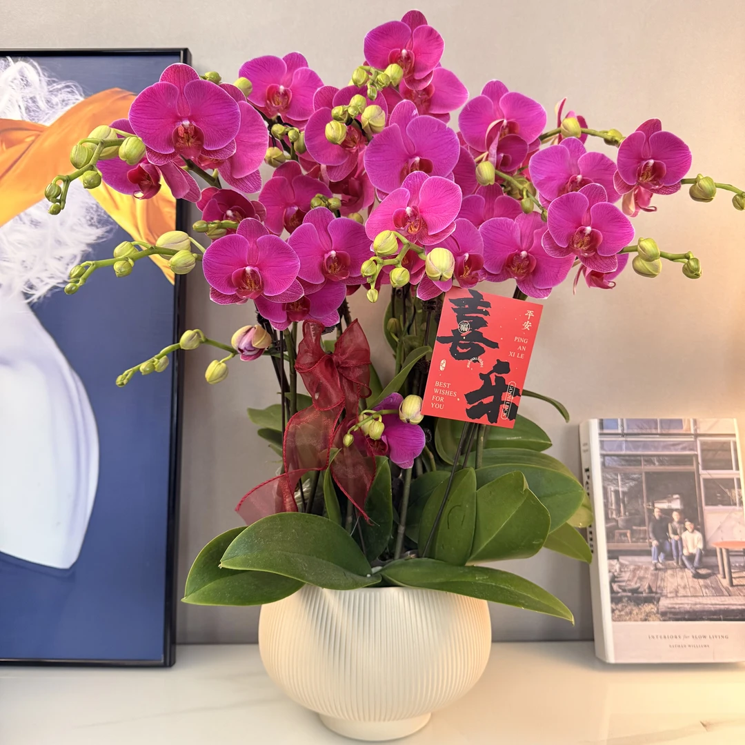 蝴蝶兰【恭喜发财】年销花爆款紫红大花 绿植盆栽室内摆放 基地直发