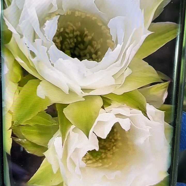 G1.侧芽歪6公分满18包邮