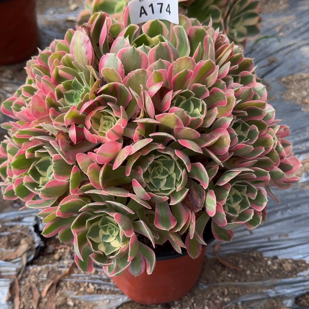 W***X174妖月。多肉植物