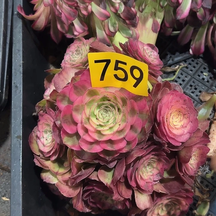 多肉植物荔枝759