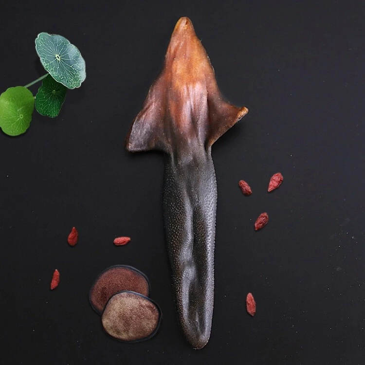 鹿尾材料 梅花鹿的尾巴