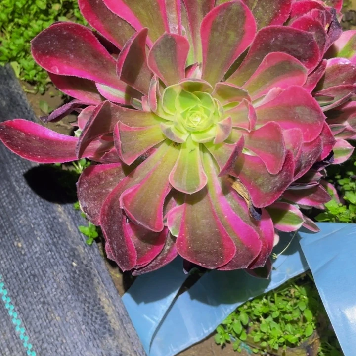 5979花样年华多肉植物
