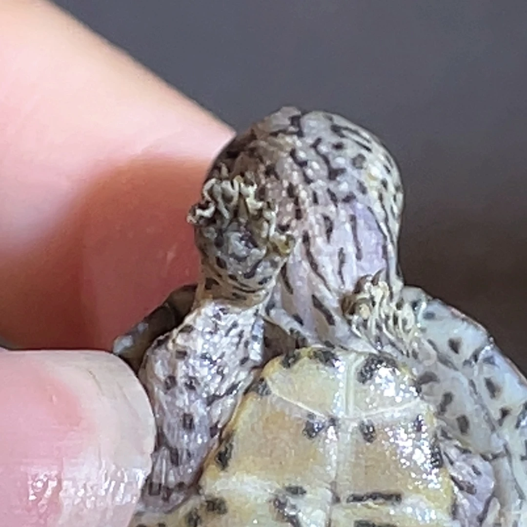 宠物龟不分公母A6全品满纹黑刀