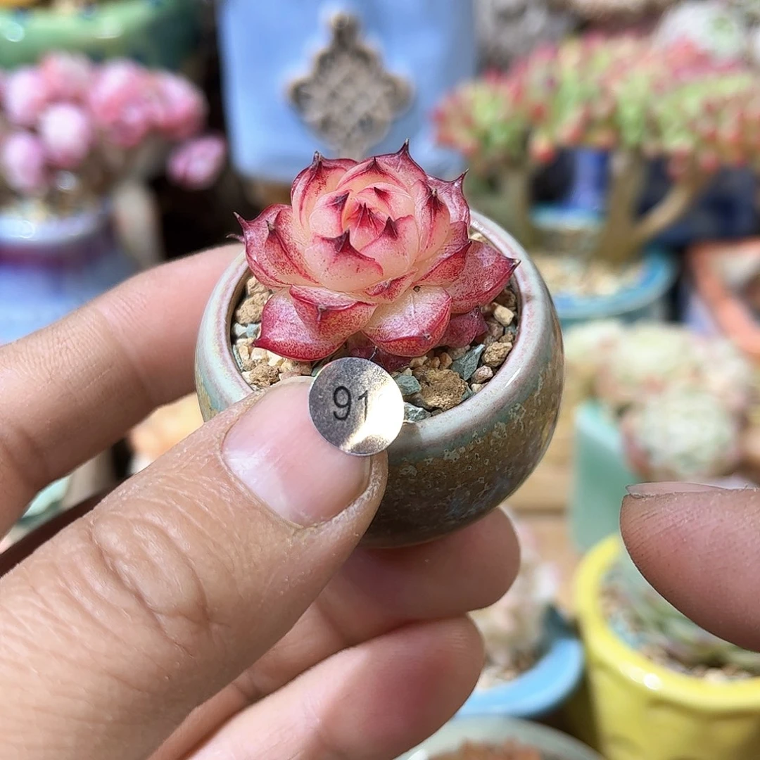 912 含盆含土发货 30包邮偏远除外