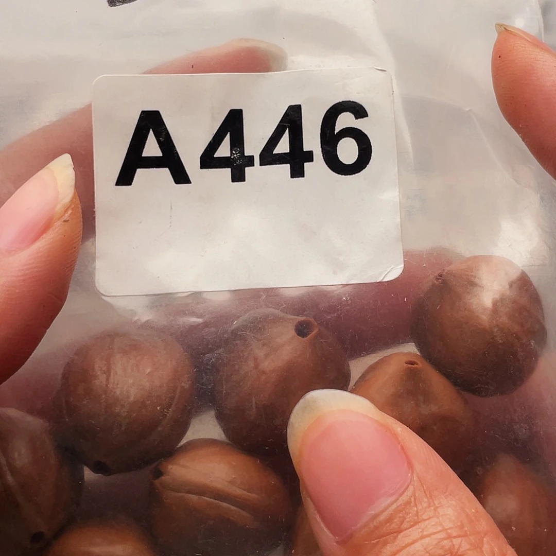 橄榄核手串/手链弃***仙橄榄