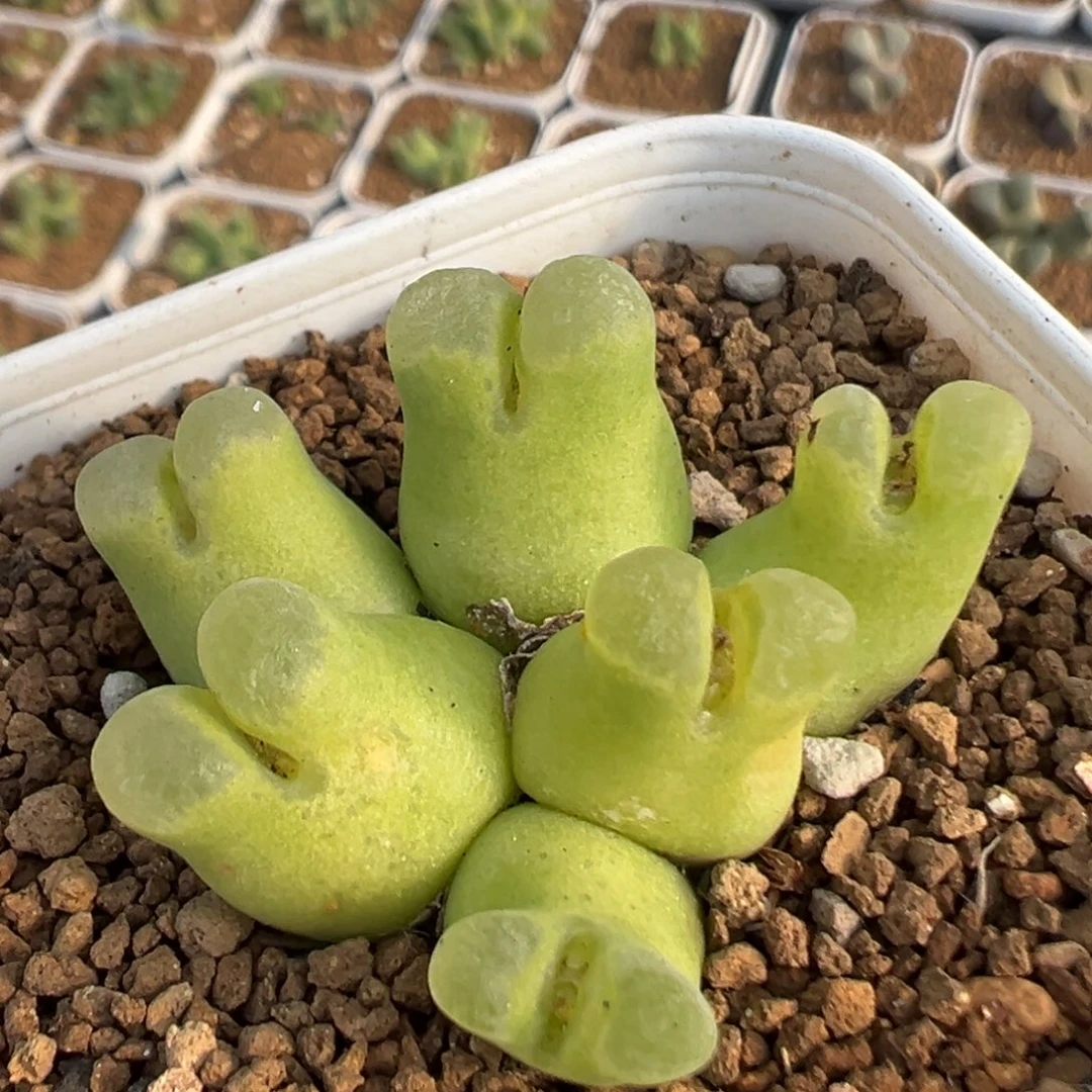 303多肉植物百科超奶1798.78
