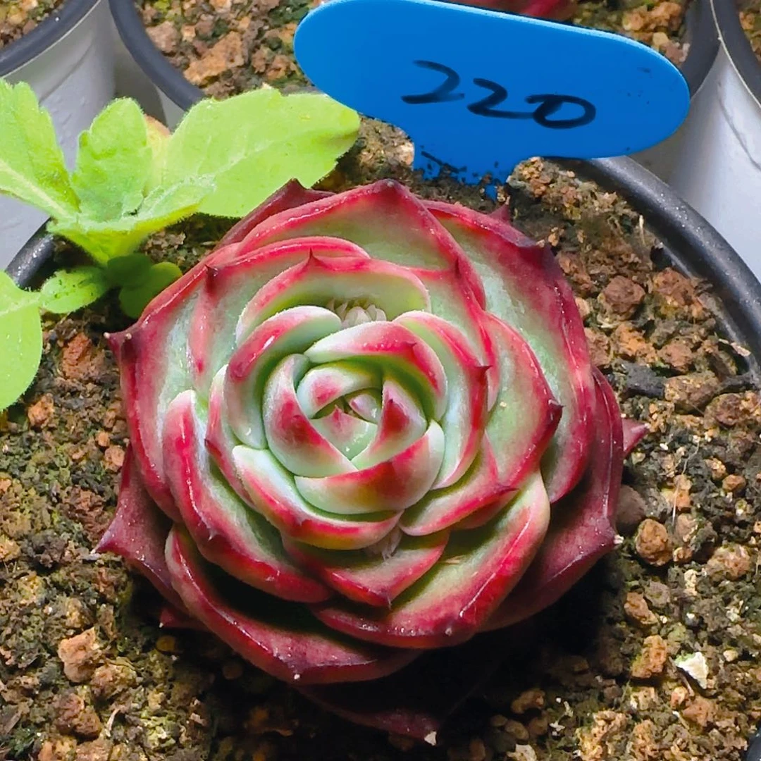 小惊鸿仙子一物一拍220号