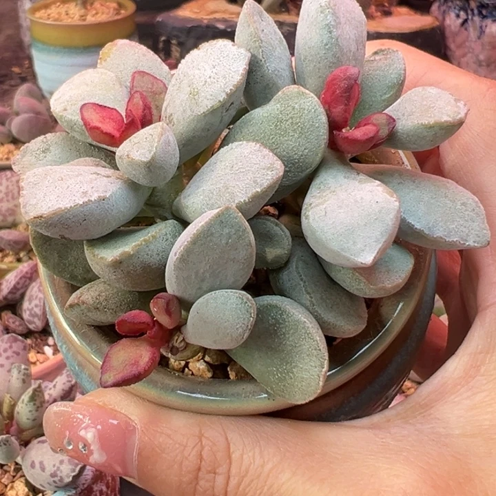 润***儿       白雪公主。