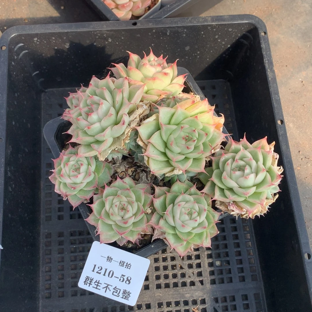 1210-58 套餐一颗