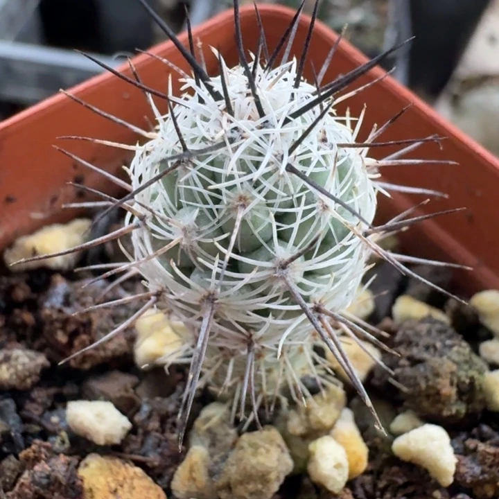 马贼实生仙人球。