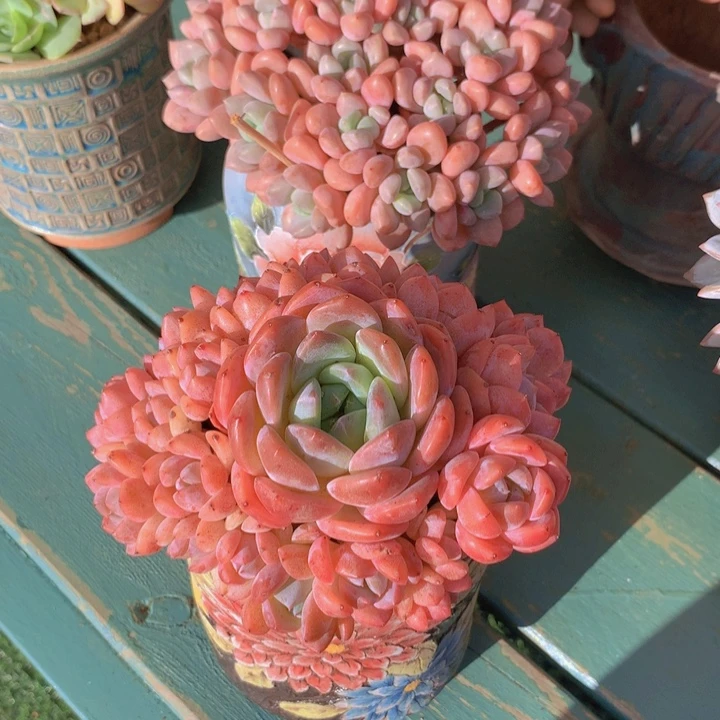 厚梦自然小树无砍老桩