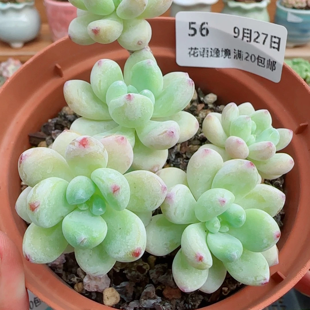 花语逸镜0927-56罗琦拓土