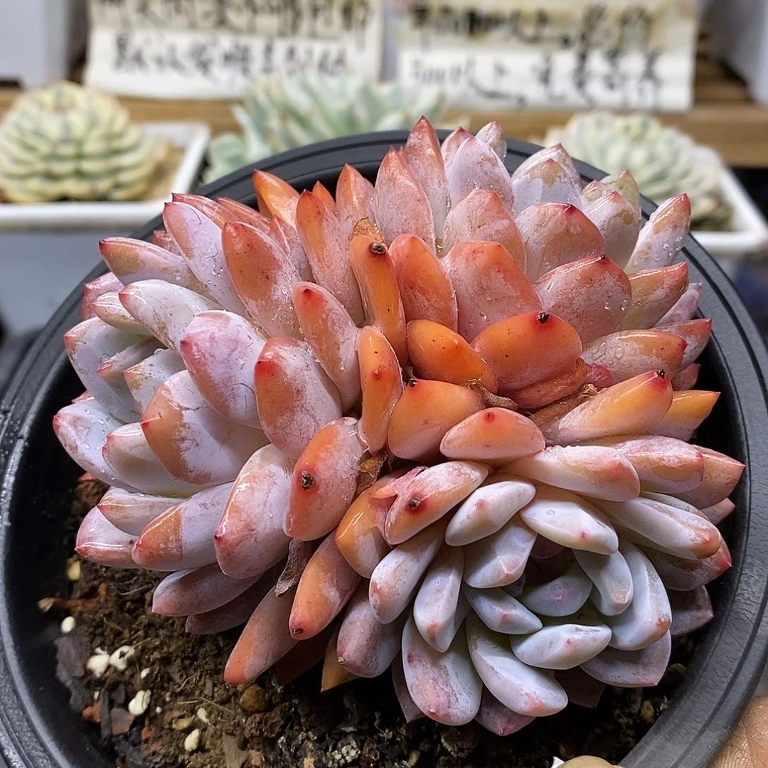 08197 血橙 3 头自然群