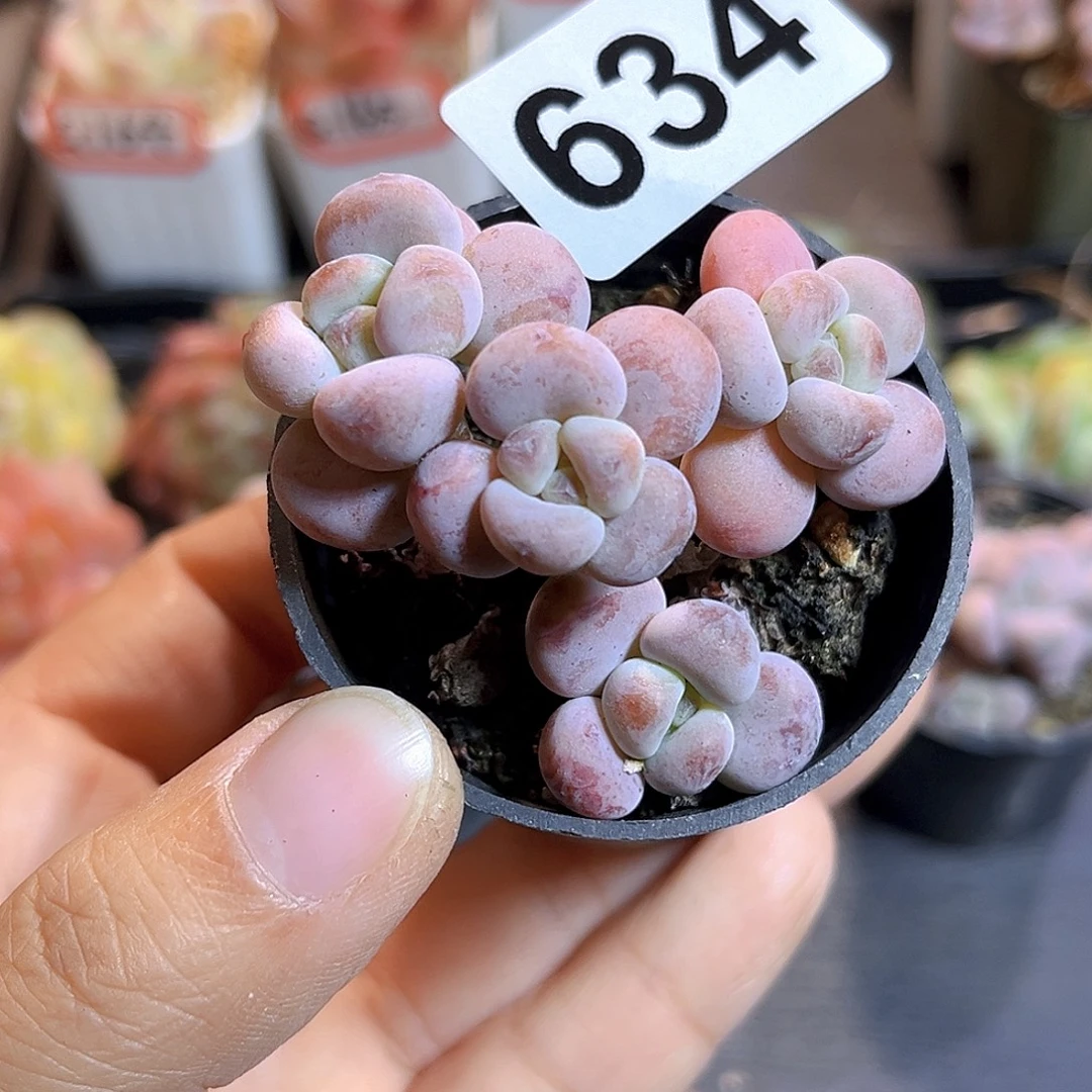 小***哒634 一物一拍多肉 珍宝珠