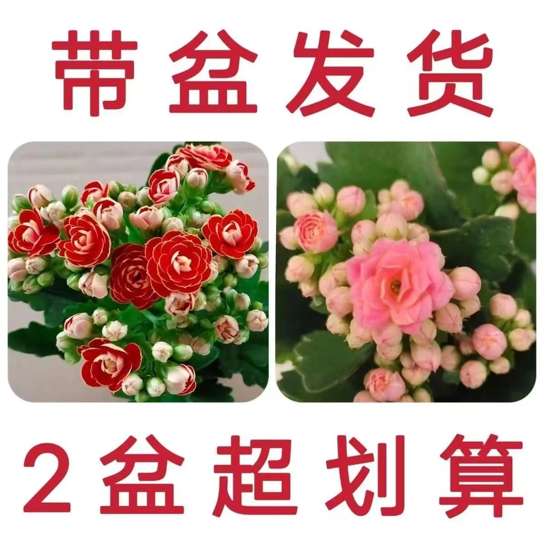 组合2盆2色,金狐狸➕紫魅影,80盆