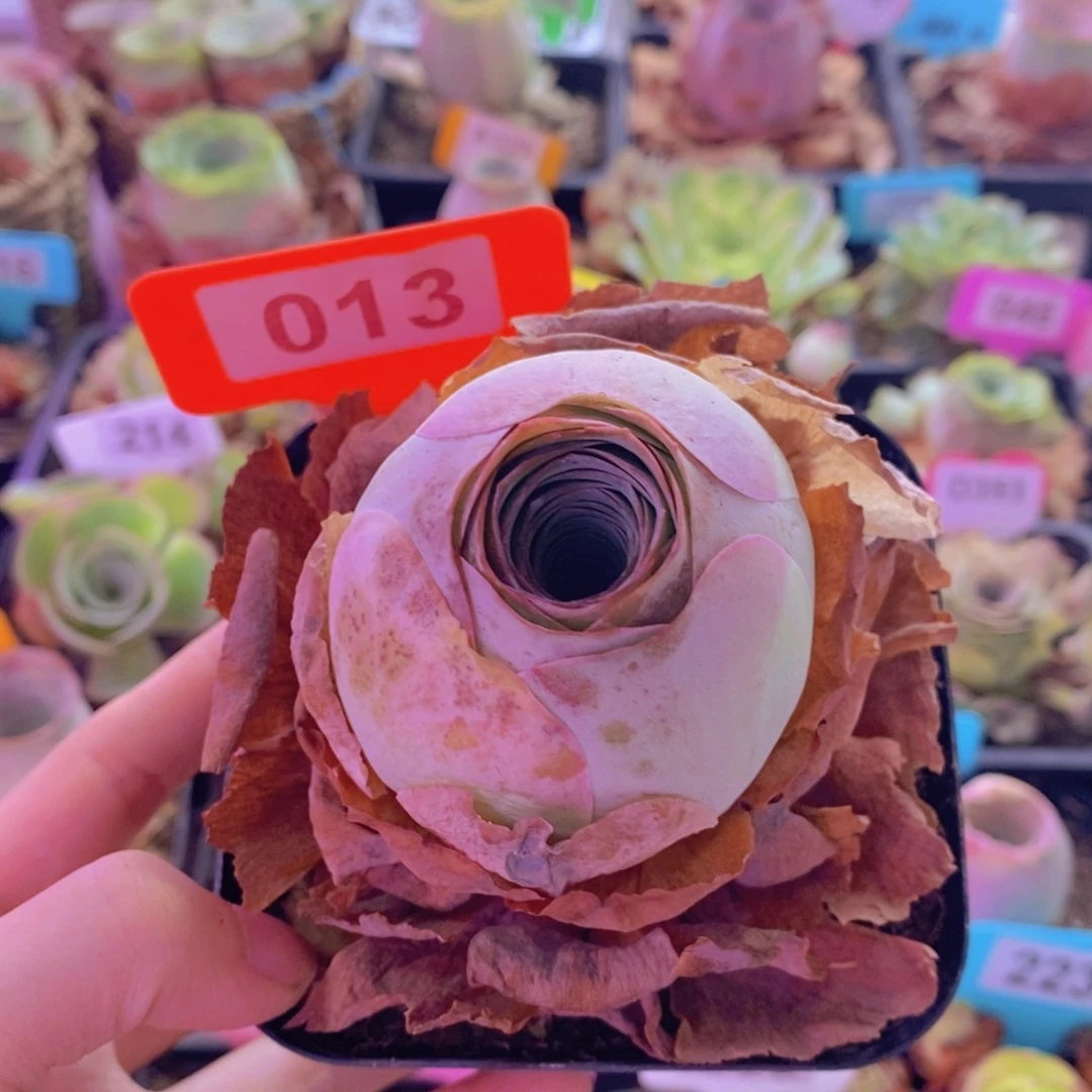 山地玫瑰一物一拍盛夏013