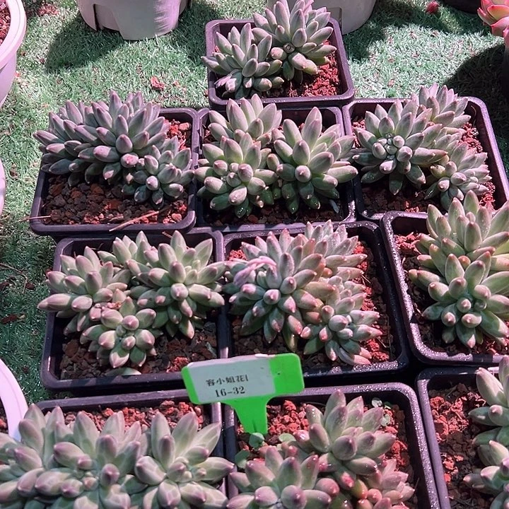 16.32乌卡拉买1发2个带盆