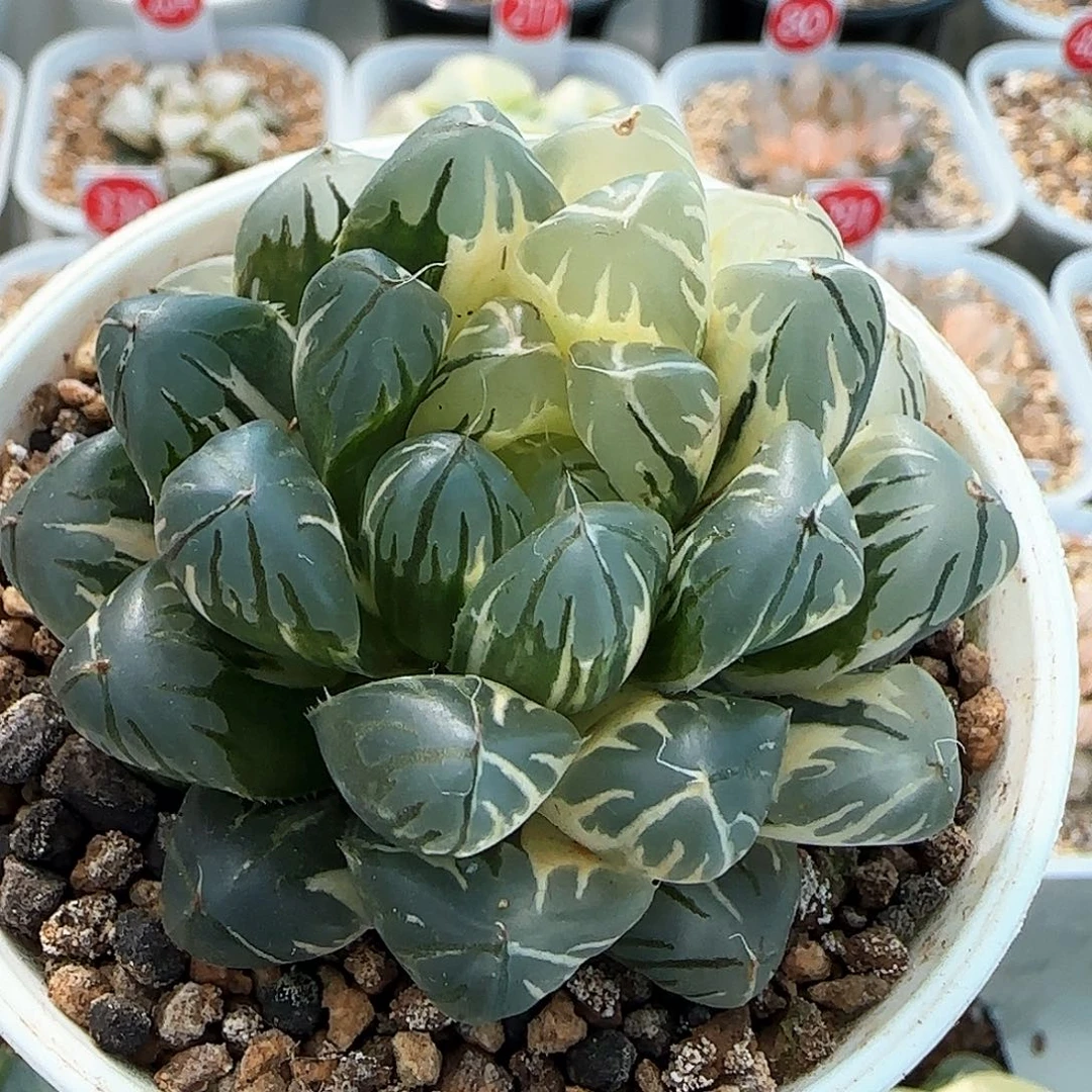 303号实生玉露锦一物一拍带盆土