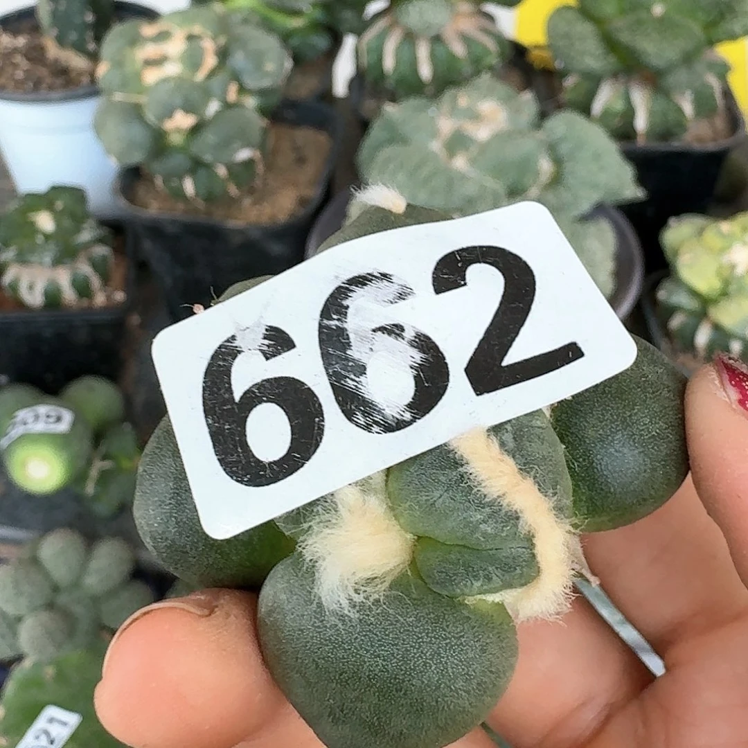 【闪购商品】无花朵永*随蛋尤662