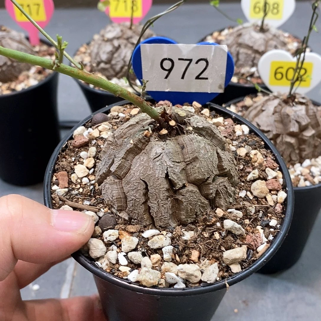 南非龟甲龙龟甲龙