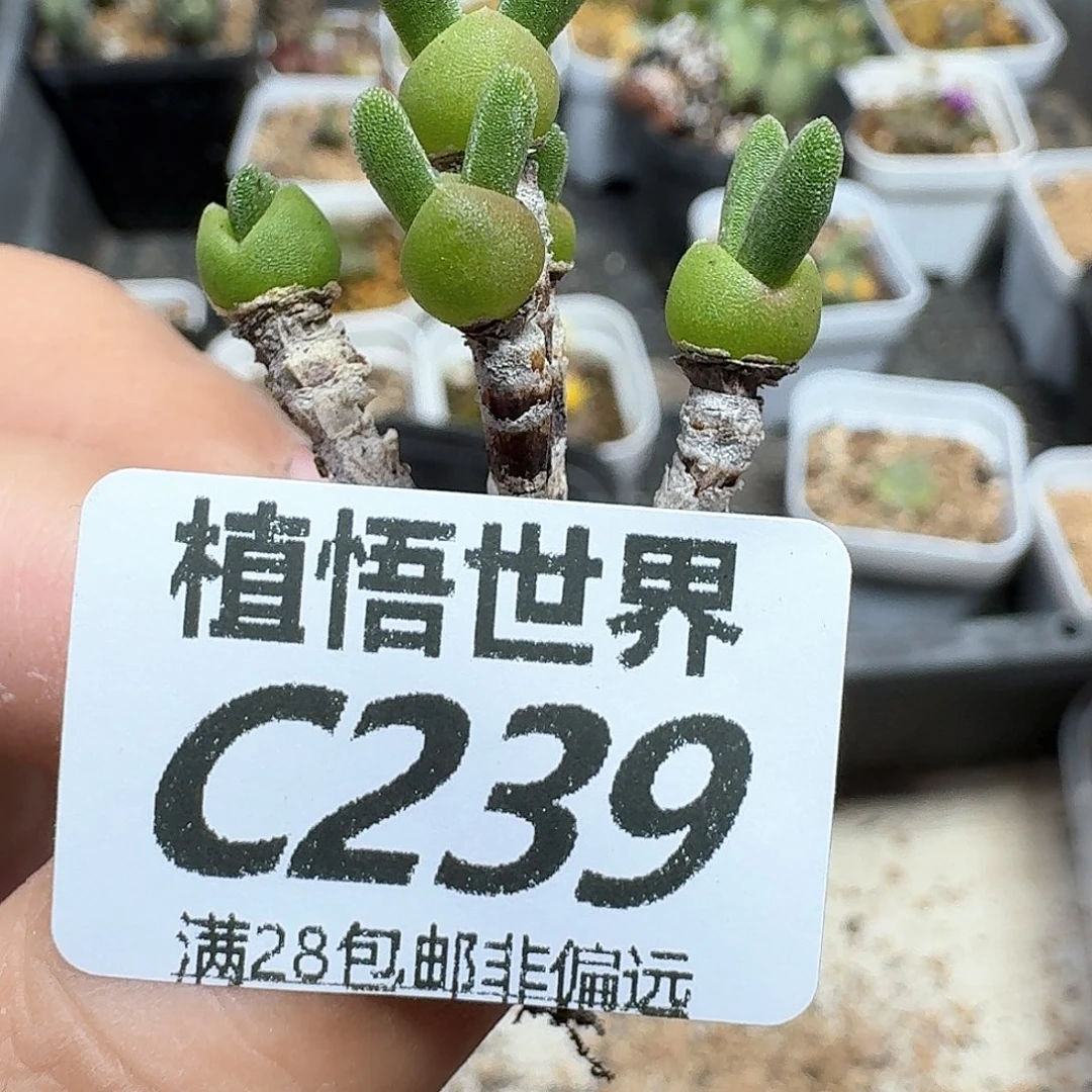 多肉植物的润泽cbb