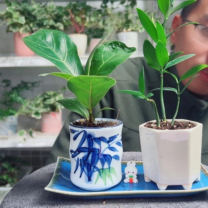 海***潮无花朵28