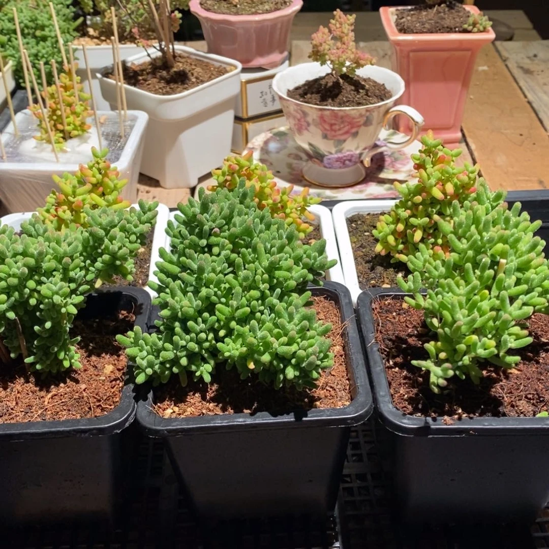 枝干番杏多肉植物669