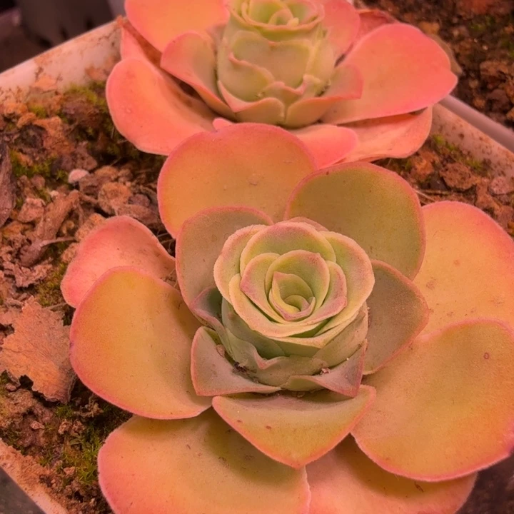 cc332两颗打包  不知名