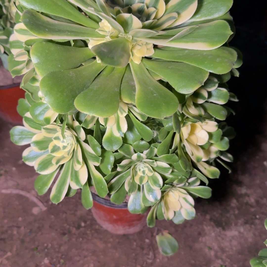 33670辛尼亚多肉植物