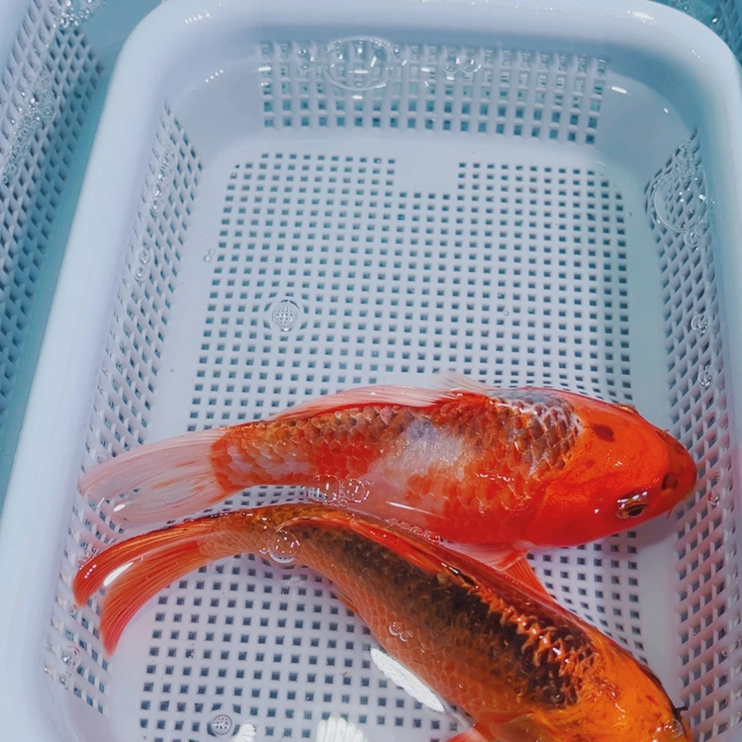 锦鲤锦鲤观赏鱼冷水119