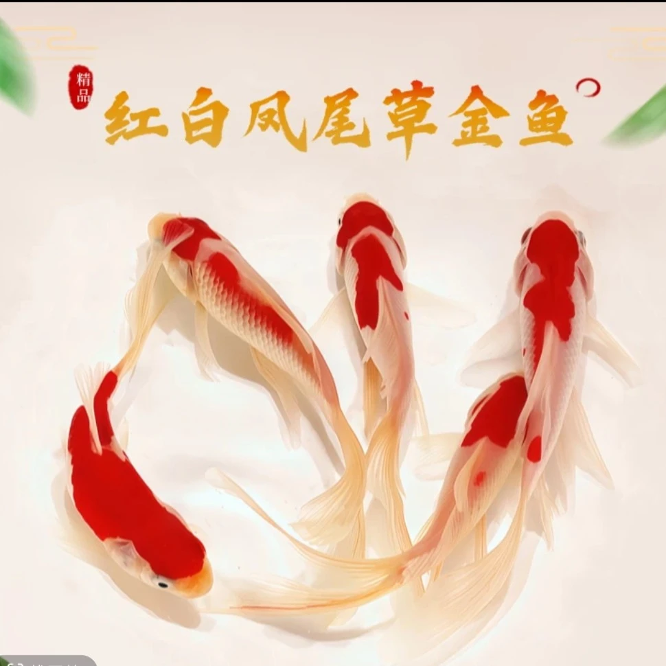 精品红白凤尾草金鱼 3-6公分 温顺好养 全国包邮